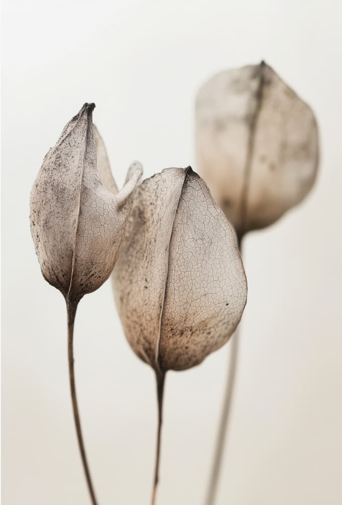 Faded Petal Trio by Treechild — canvas wall art