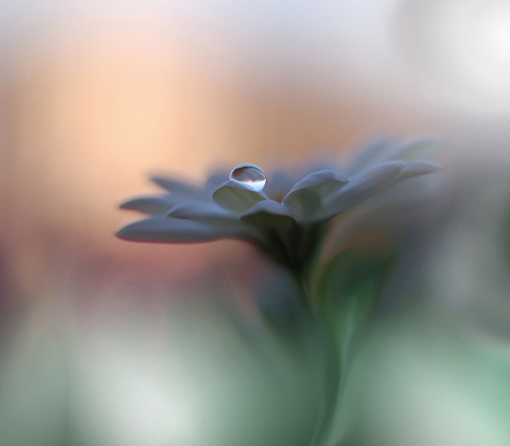 Morning Dewdrop Bloom by Juliana Nan — canvas wall art
