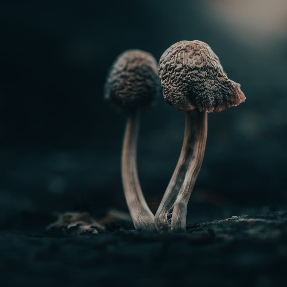 Deep Forest Mushrooms by Marco Antonio Cobo — canvas wall art