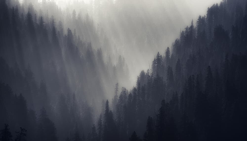 Sunlight Through Forest Mist by swapnil deshpande — canvas wall art