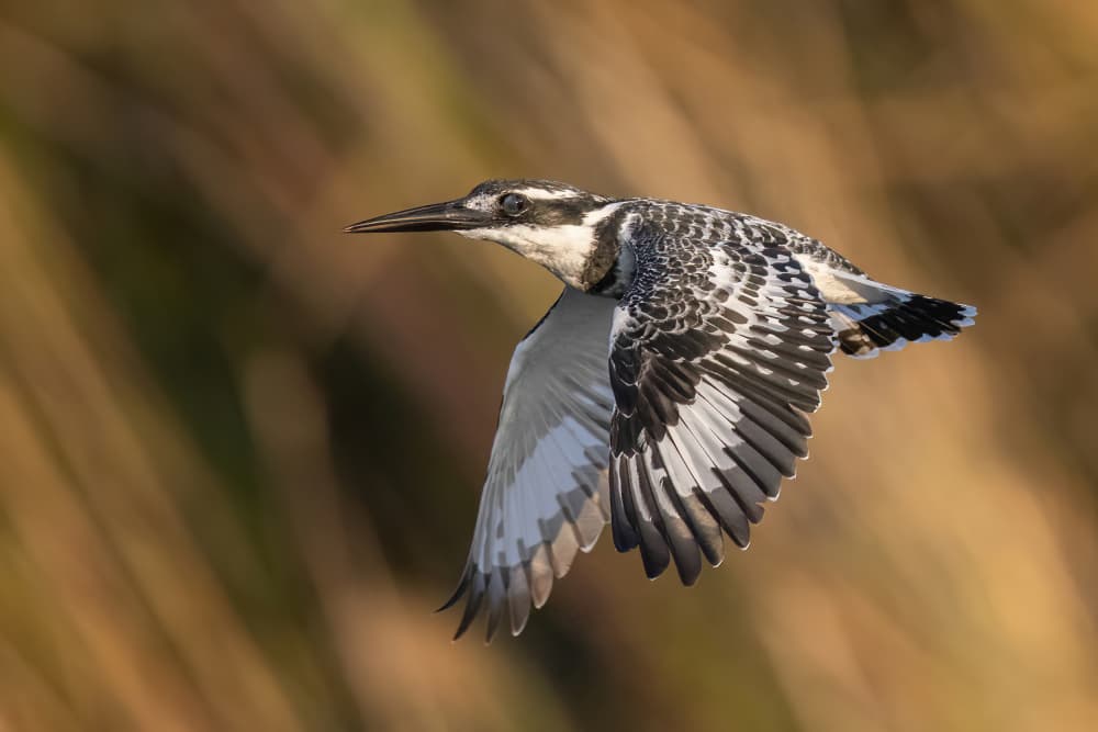Pied Kingfisher In Flight by Guy Wilson — canvas wall art