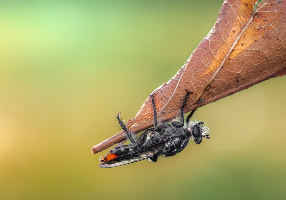 Fuzzy Fly Under Leaf by Atul Saluja — canvas wall art
