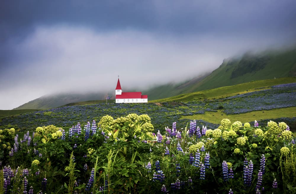 Lupine Fields Red Church by Wei (David) Dai — canvas wall art