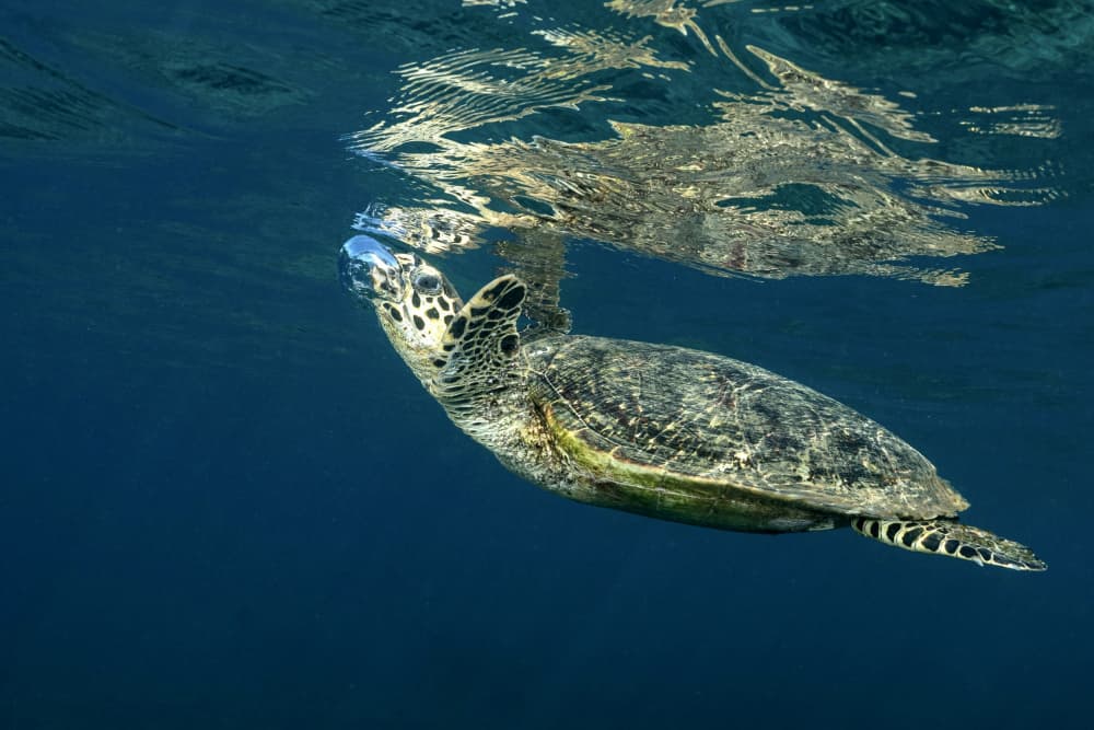 Sea Turtle Surfaces by Serge Melesan — canvas wall art