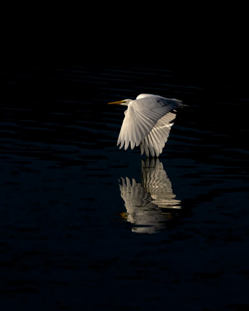 Graceful Egret Reflection by Yu Mao — canvas wall art