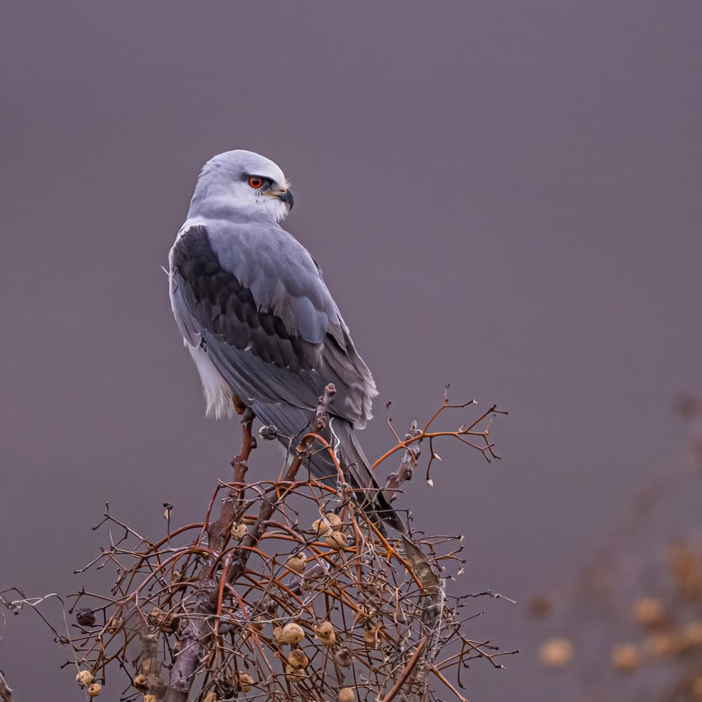 Watchful Grey Kite by Eldad Levin — canvas wall art