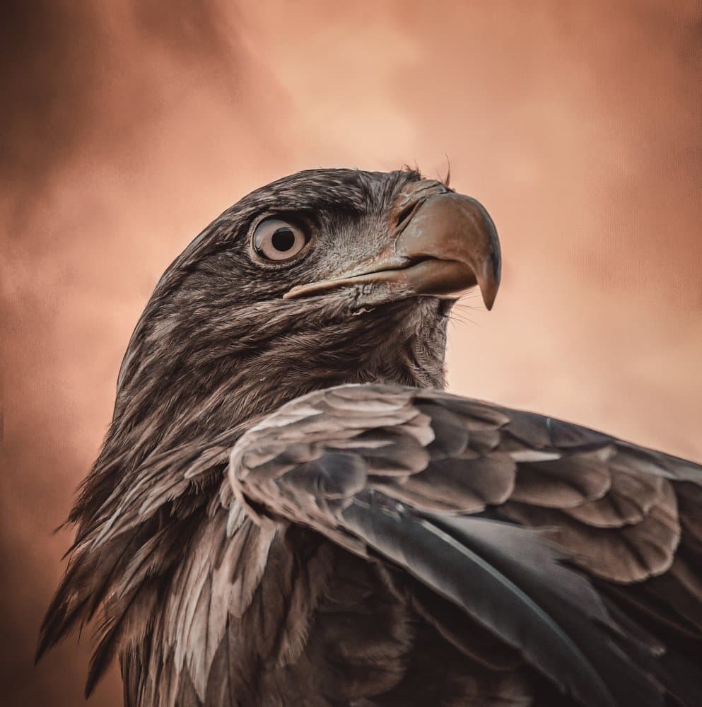 Majestic Eagle Portrait by Natascha Worseling — canvas wall art