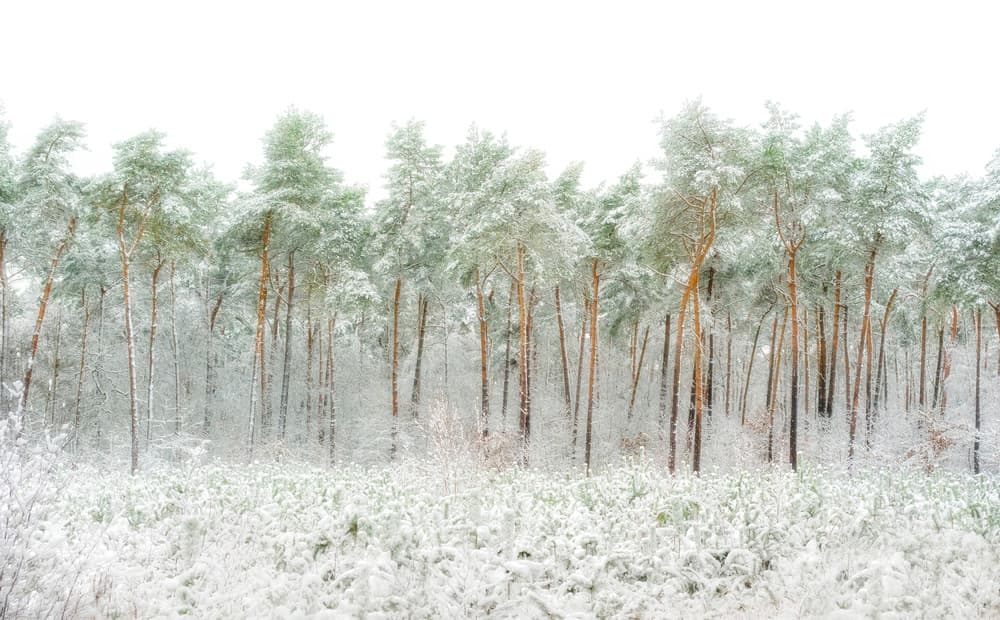 Snowy Pine Forest by Greetje van Son — canvas wall art