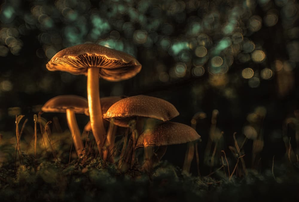 Glowing Forest Mushrooms by Jan van der Linden — canvas wall art