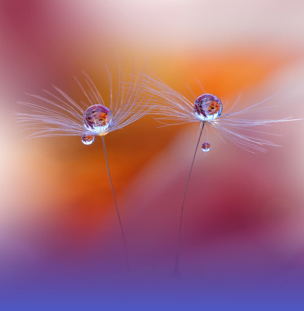 Dandelion Dew Drops by Juliana Nan — canvas wall art