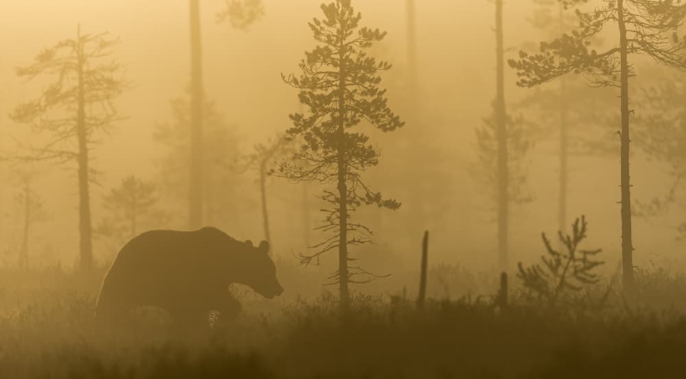 Bear in Golden Fog