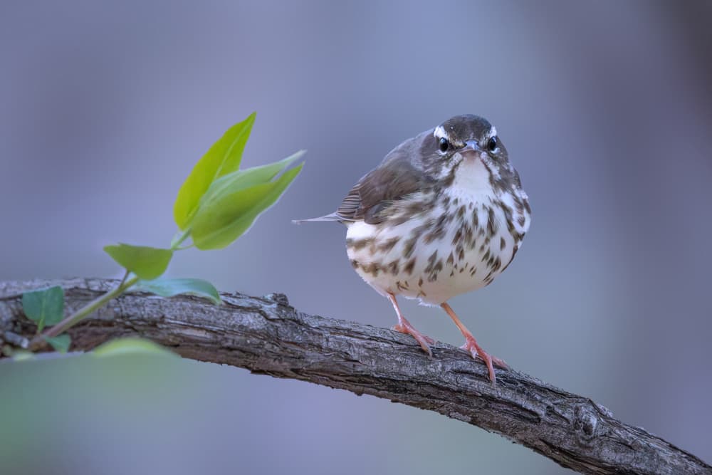 Woodland Bird Stare by ZY Zhang — canvas wall art