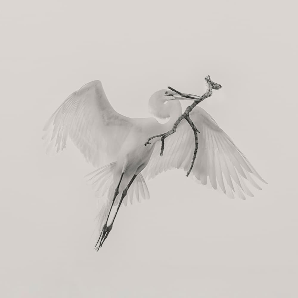 White Egret Carrying Branch by Qing Zhao — canvas wall art