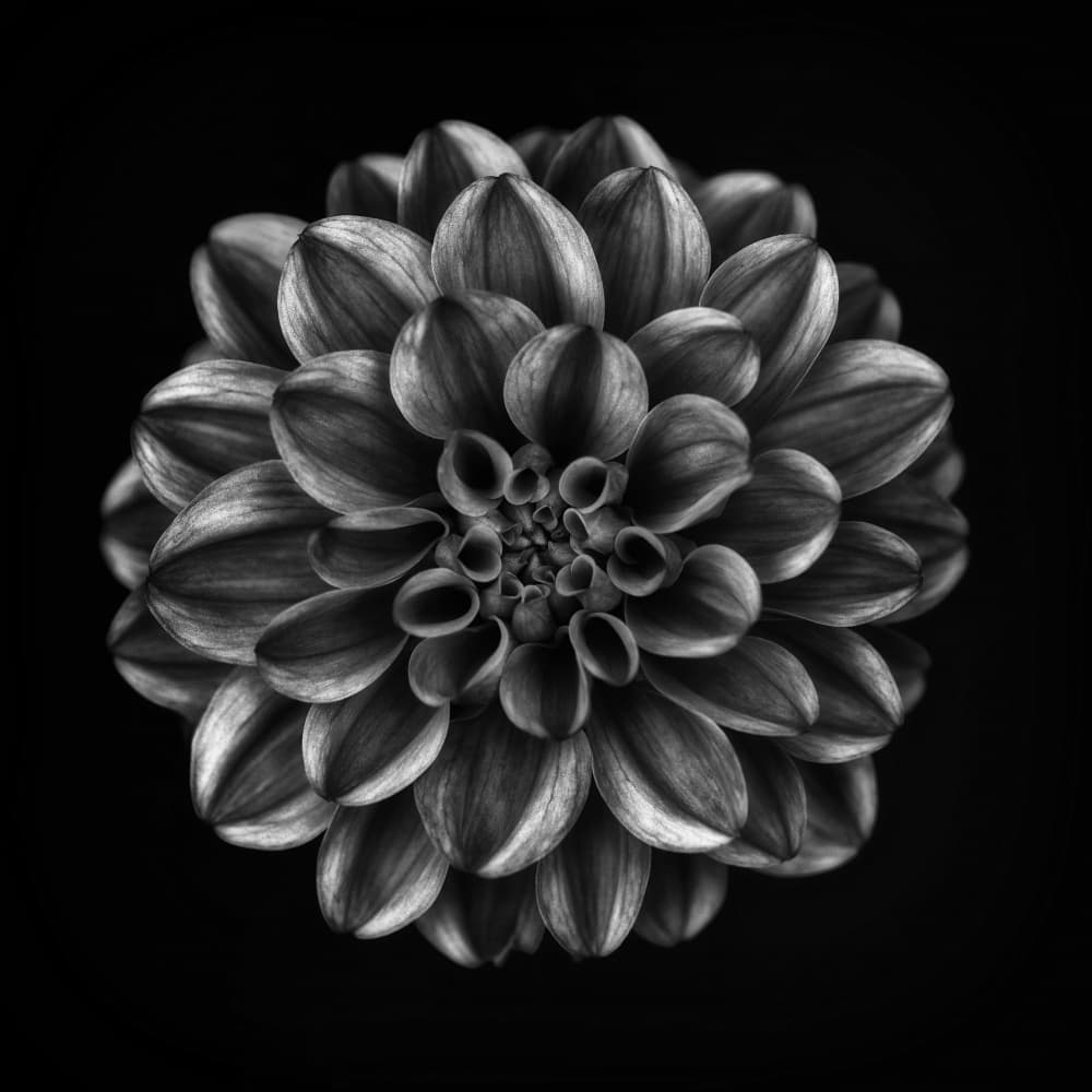 Elegant Monochrome Dahlia by Lotte Grønkjær — canvas wall art
