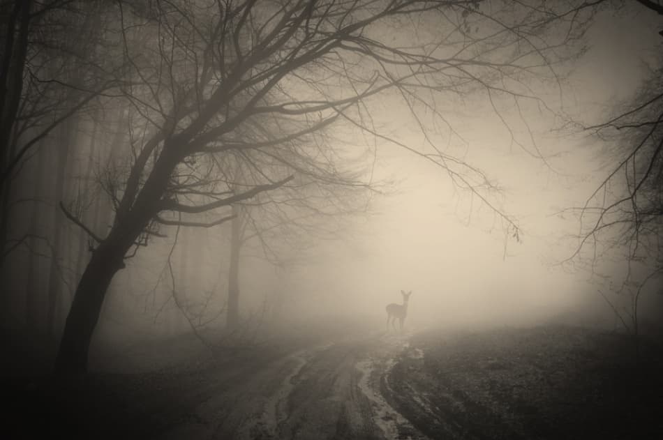 Deer In Foggy Forest by PhotoCosma — canvas wall art