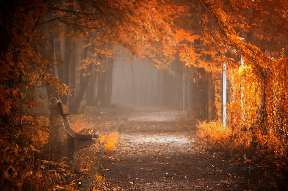 Misty Autumn Path by Ildiko Neer — canvas wall art