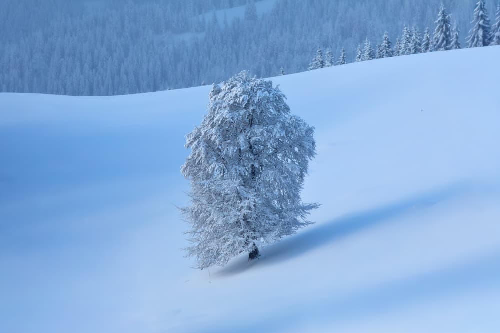 Solitary Winter Tree by Lazar Ioan Ovidiu — canvas wall art