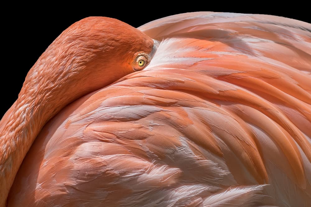 Pink Flamingo Gaze by Els Keurlinckx — canvas wall art