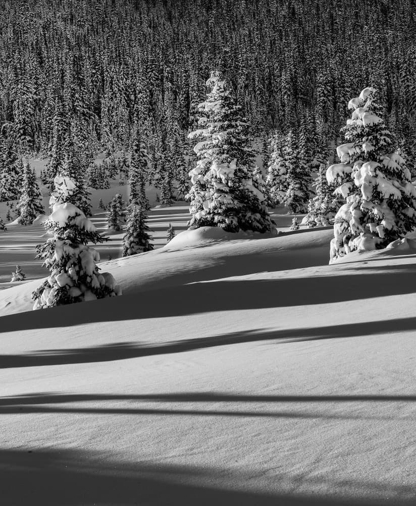 Snowy Forest Shadows by Liwen Tao — canvas wall art