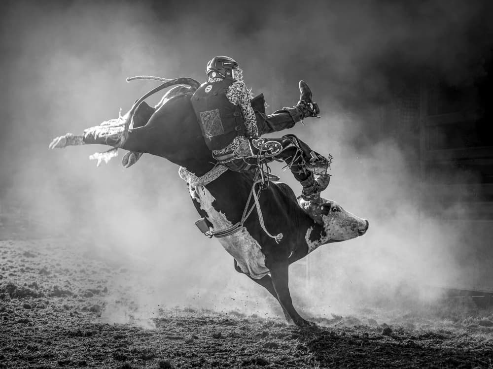Rodeo Bull Ride by Frank Ma — canvas wall art