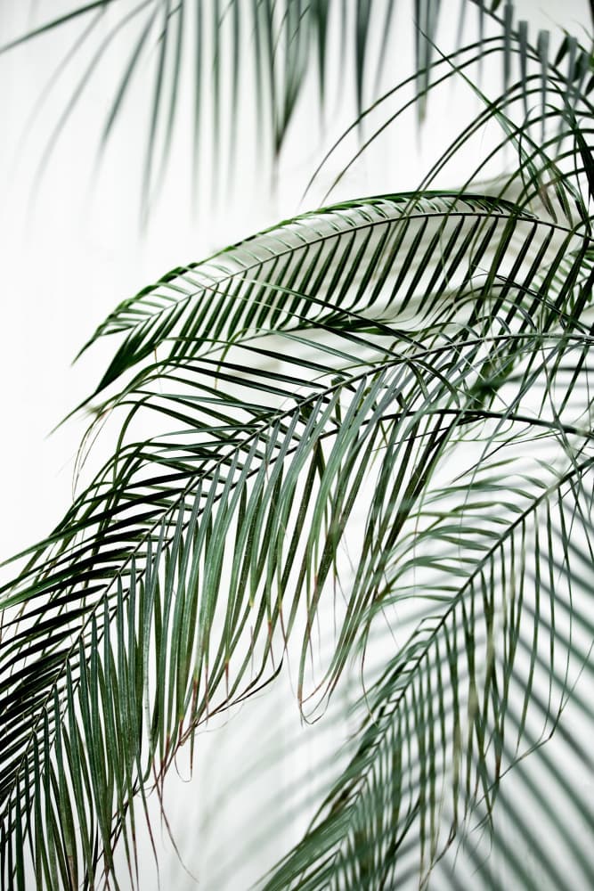 Palm Leaves 21 by Mareike Böhmer — canvas wall art