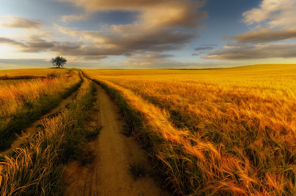 Golden Wheat Field Path by Piotr Krol (Bax) — canvas wall art
