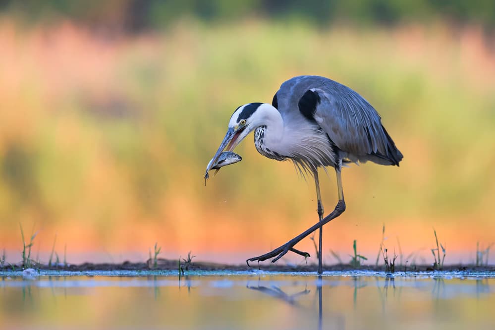 Heron Catches Fish by Jun Zuo — canvas wall art