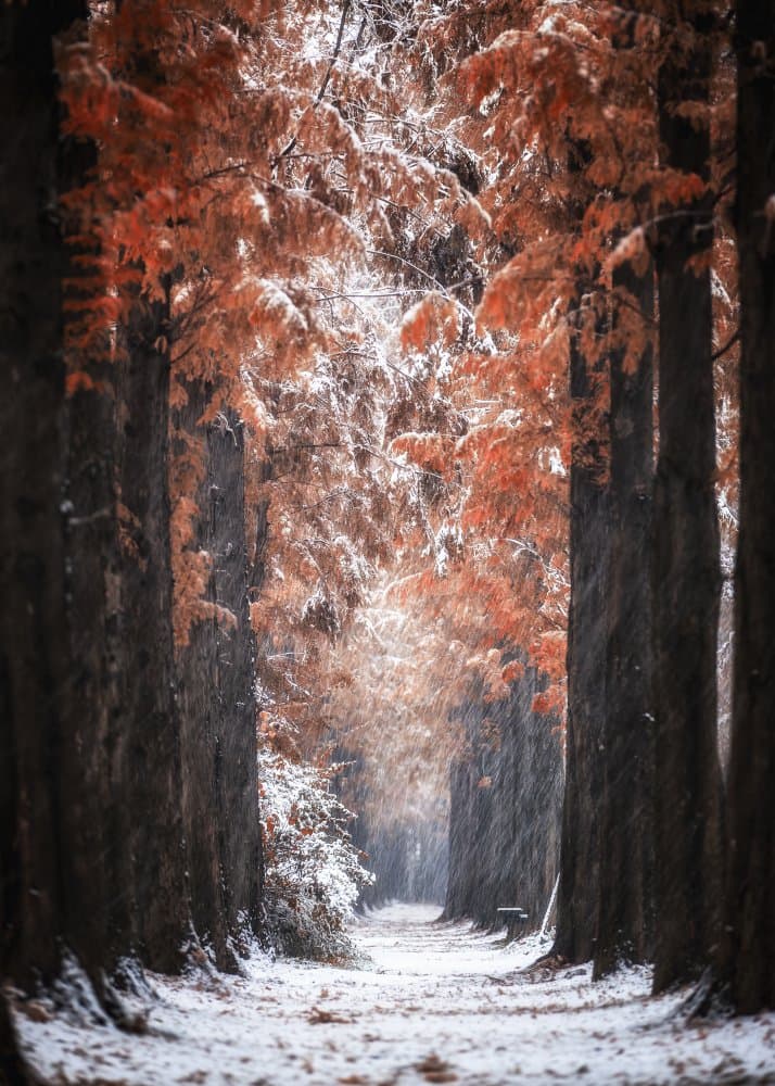 Snowy Autumn Path by Tiger Seo — canvas wall art