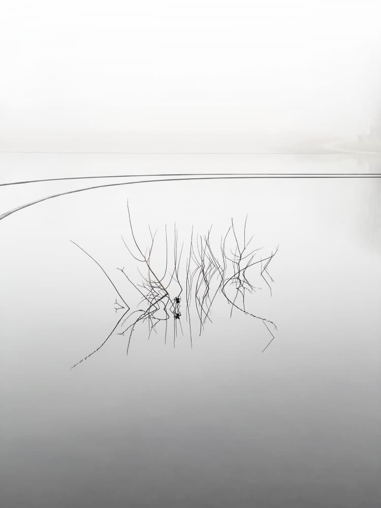 Serene Misty Branches by By PEJ — canvas wall art
