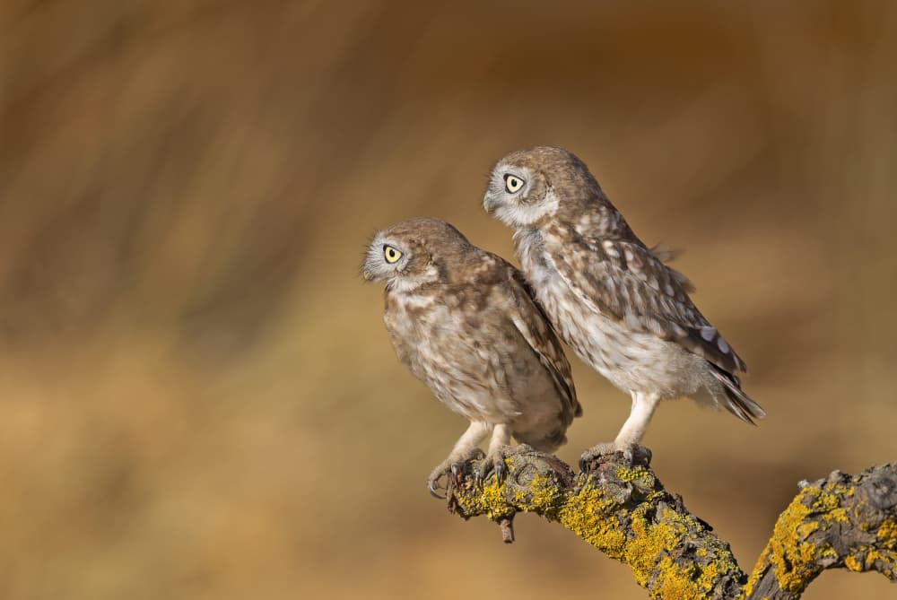 Curious Little Owls by Shlomo Waldmann — canvas wall art