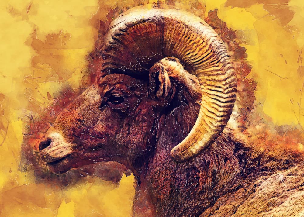Majestic Bighorn Ram by Justyna Jaszke — canvas wall art