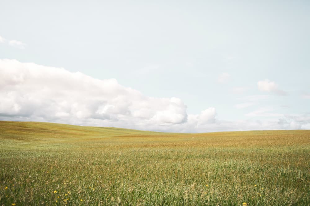 Rolling Green Fields by Crystal Lynn Collins — canvas wall art