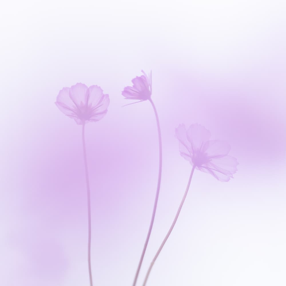 Soft Purple Blooms by Satoshi Hatsumori — canvas wall art
