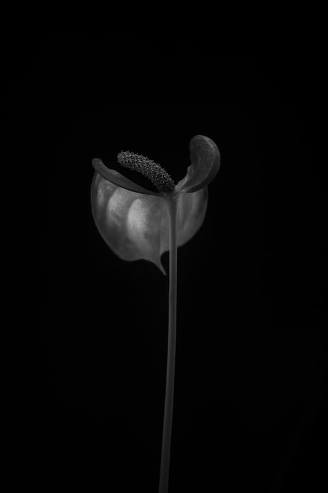 Monochrome Anthurium Bloom by Lotte Grønkjær — canvas wall art