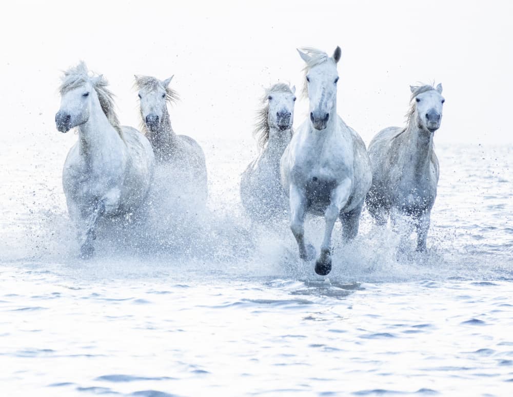 Wild White Horses Galloping by Marketa Zvelebil PhD LRPS CrGP. — canvas wall art