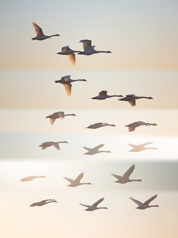 Swans in Golden Light by Leif Løndal — canvas wall art