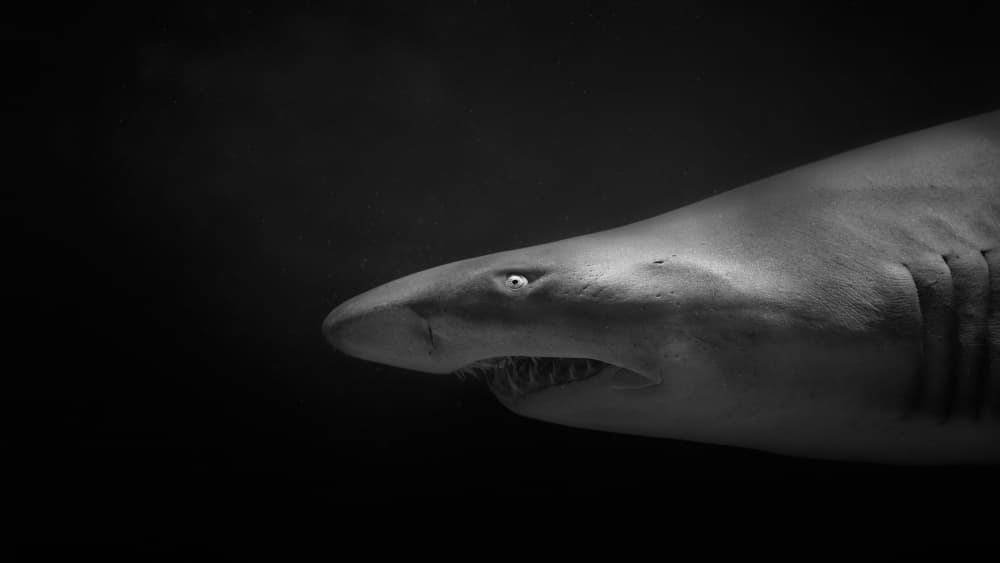 Menacing Shark Profile by Kaisyakuji Yushi — canvas wall art