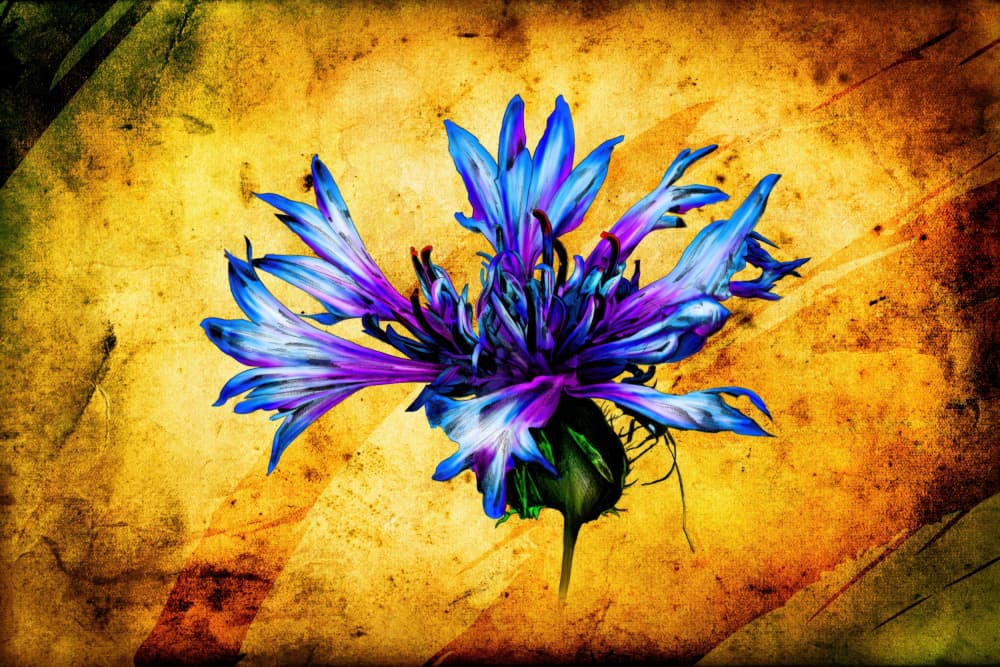 Vibrant Botanical Grunge by Rafal Kulik — canvas wall art