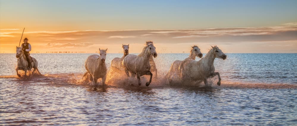 Camargue Horses Sunset Run by Antoni Figueras — canvas wall art