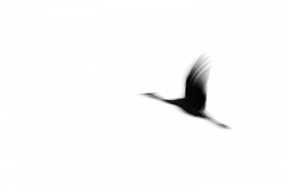 Graceful Motion Flight by Tal Paz-Fridman — canvas wall art