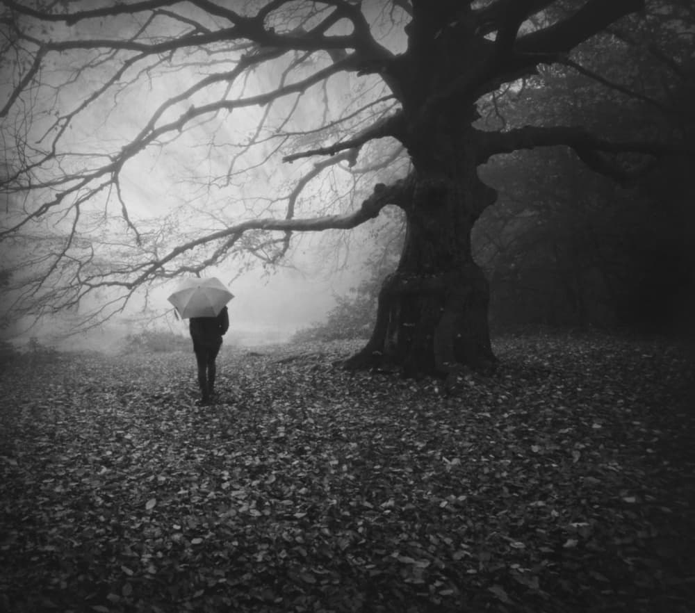 Dark Forest Solitude by Robert Fabrowski — canvas wall art