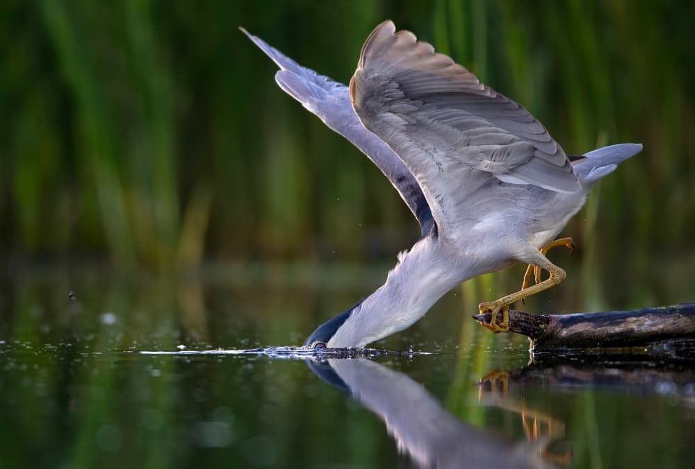 Night Heron Fishing by verdon — canvas wall art