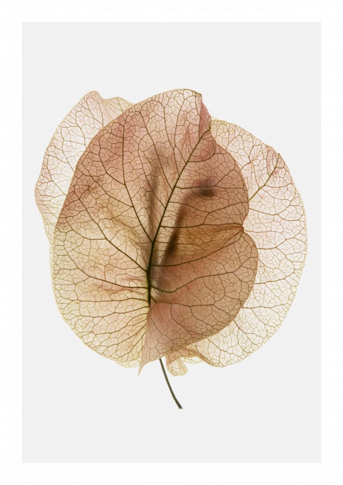 Ethereal Leaves by Shot by Clint — canvas wall art