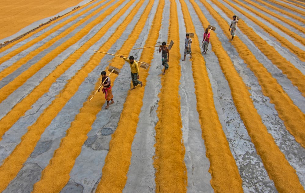 Golden Grains Drying Pattern by Azim Khan Ronnie — canvas wall art