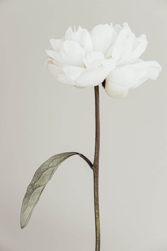 Elegant White Peony by Pictufy Studio III — canvas wall art