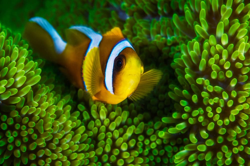Tropical Clownfish Haven by Barathieu Gabriel — canvas wall art