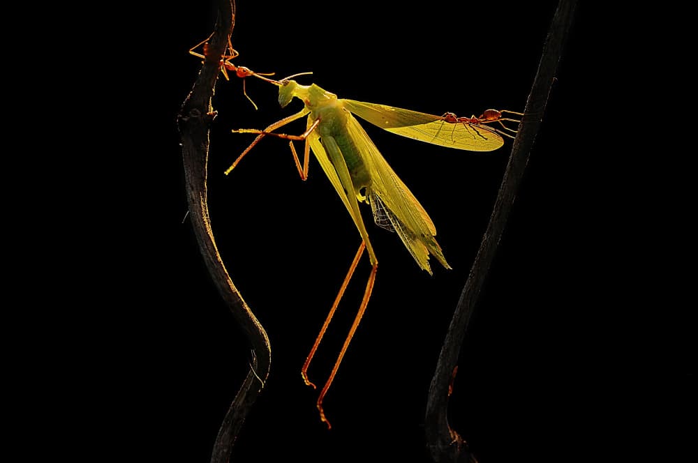 Backlit Mantis Encounter by Edy Pamungkas — canvas wall art