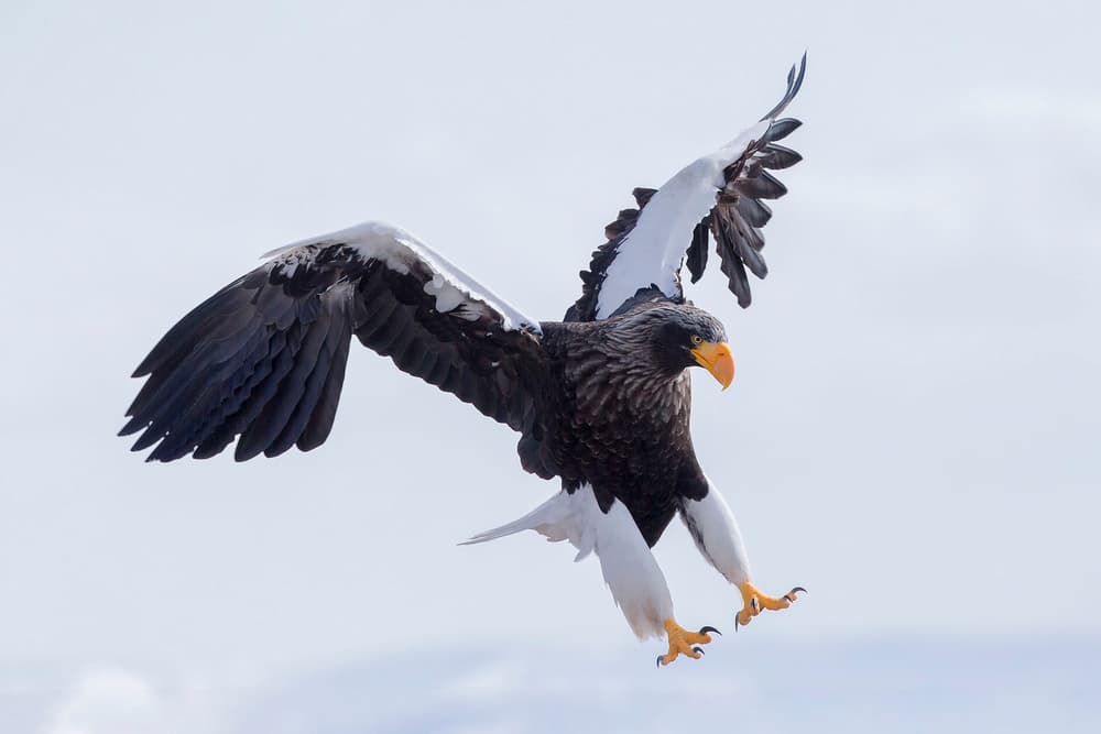 Steller's Sea Eagle Flight by Raymond Ren Rong Liu — canvas wall art