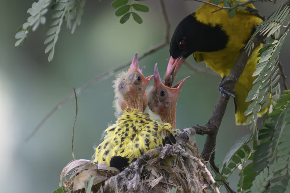 Nurturing Bird Family by SAMIR KUMAR SAMANTA — canvas wall art
