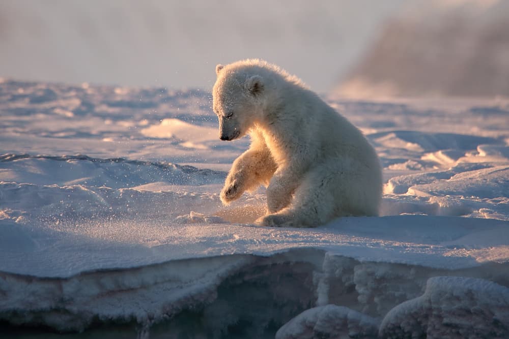 Golden Arctic Cub by Judith Kuhn — canvas wall art